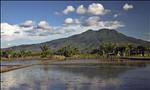 rice fields 